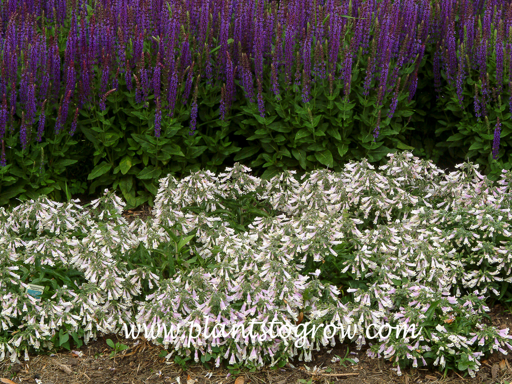 Dwarf Hairy Beard tongue (Penstemon hirsutus Pygmaeus)
growing in front of Salvia East Friesland. (June 9)